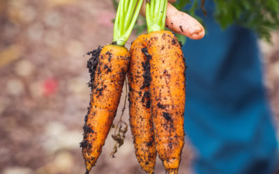 La “verdura brutta” e lo spreco di cibo