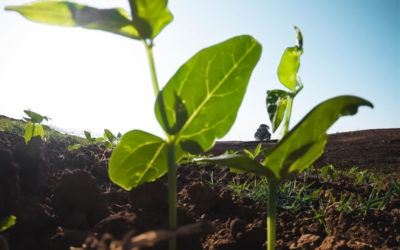 Intelligenza artificiale in aiuto degli agricoltori